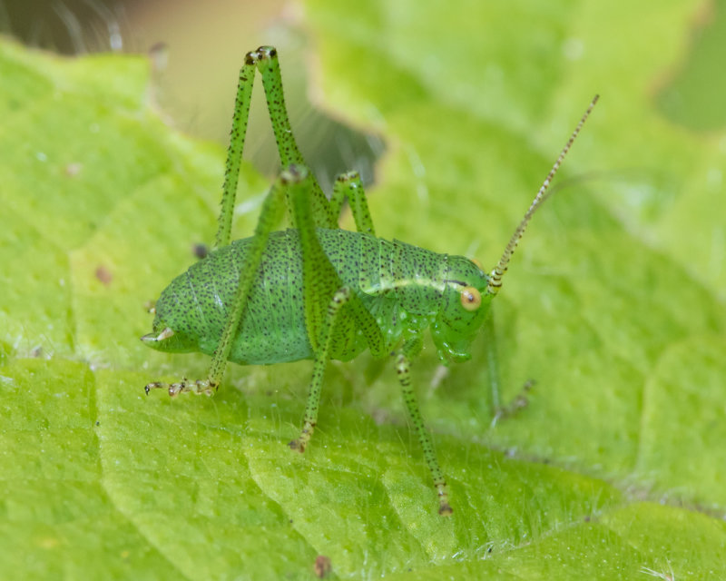 Speckled Bush Cricket - Leptophyes punctatissima nymph 01-07-22.jpg