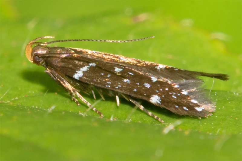 Micro Moth - Argolamprotes micella 04-07-22.jpg