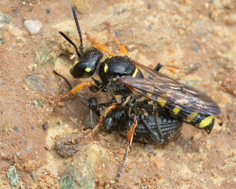 Sand-tailed Digger Wasp - Cerceris arenaria 05-07-22 f with prey.jpg