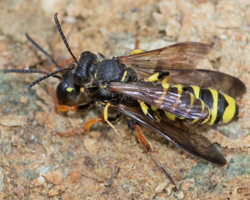 Sand-tailed Digger Wasp - Cerceris arenaria 05-07-22 pair.jpg