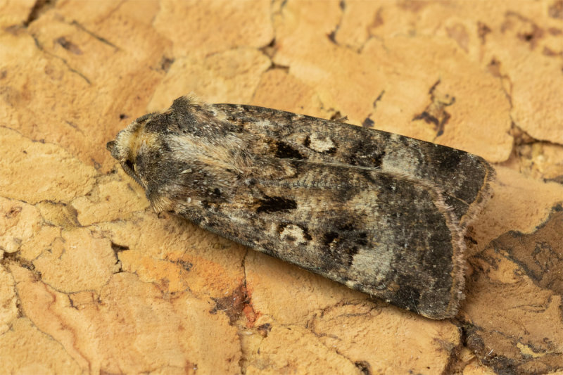 Crescent Dart Moth - Agrotis trux 08-07-22.jpg