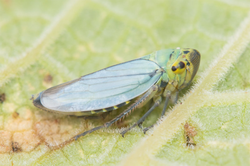 Leafhopper - Cicadella viridis 12-07-22.jpg