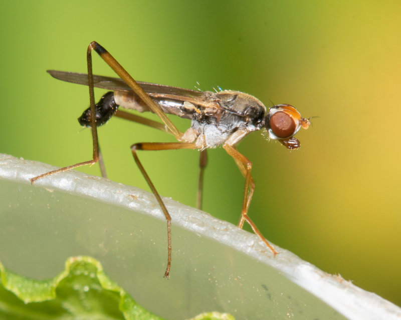 Stilt-legged Fly - Neria cibaria or femoralis 13-07-22.jpg