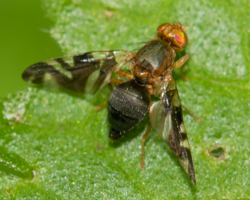 Picture-winged Fly - Philophylla caesio 12-07-22.jpg