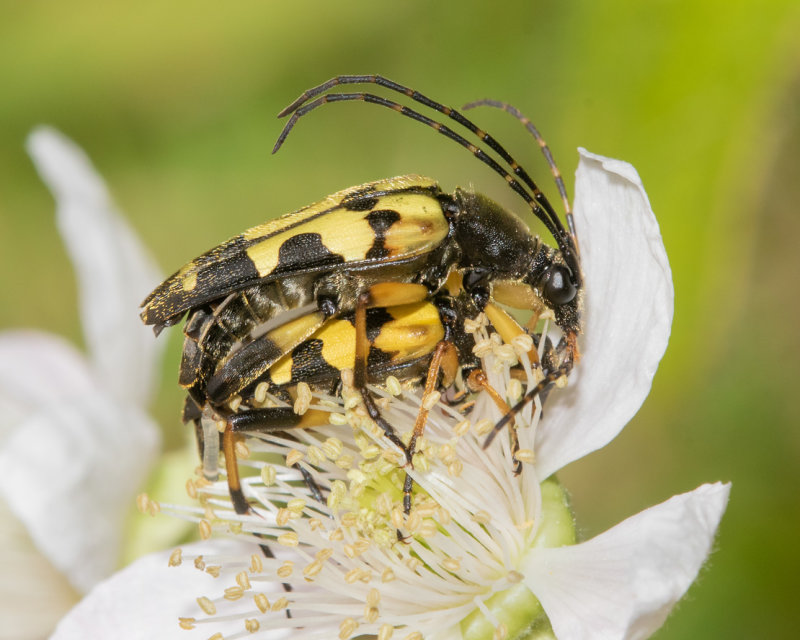 Black & Yellow Longhorn Beetle - Rutpela maculata 12-07-22.jpg