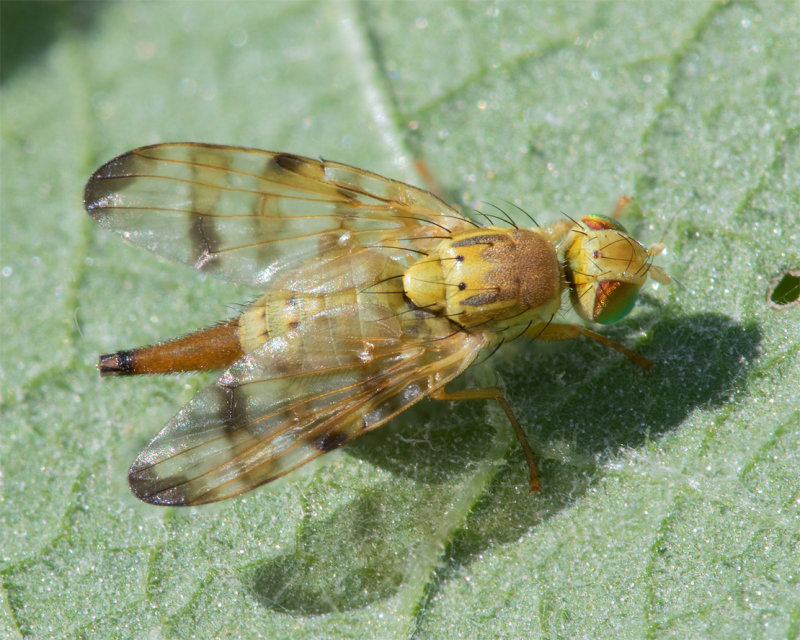 Picture-winged Fly - Terellia tussilaginis 15-07-22.jpg