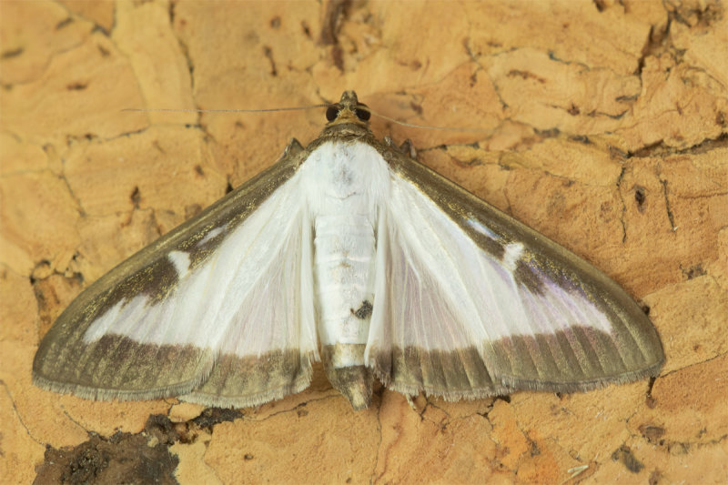 unid moth 16-07-22.jpg