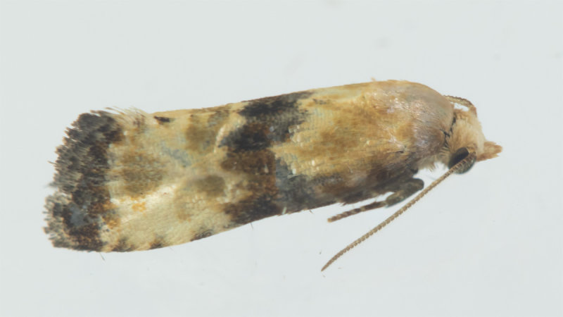 Micro Moth - Eupoecilia angustana 16-07-22.jpg