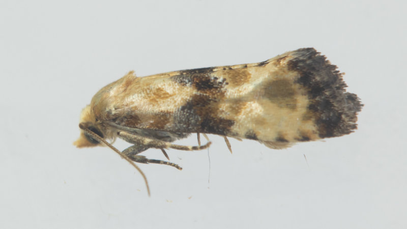 Micro Moth - Eupoecilia angustana 16-07-22 #2.jpg