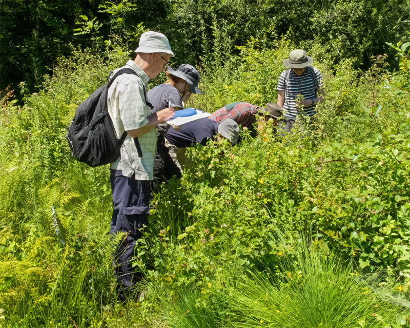 Week 30 - Andrews Wood Plant Survey.jpg