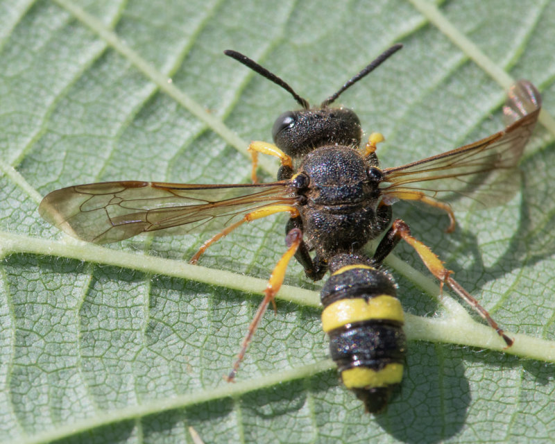 Ornate Tailed Digger Wasp - Cerceris rybyensis m 15-07-22 wing.jpg