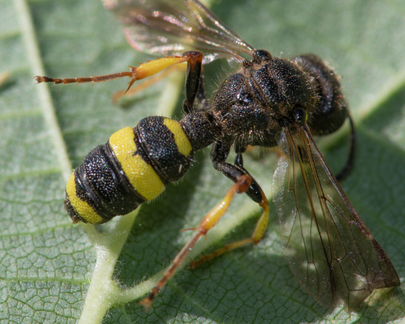 Ornate Tailed Digger Wasp - Cerceris rybyensis m 15-07-22 top.jpg
