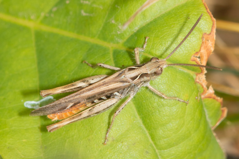 Field Grasshopper - Chorthippus brunneus 21-07-22.jpg