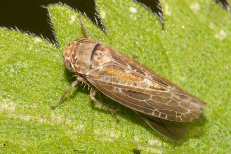 Leafhopper - Allygus modestus 21-07-22.jpg