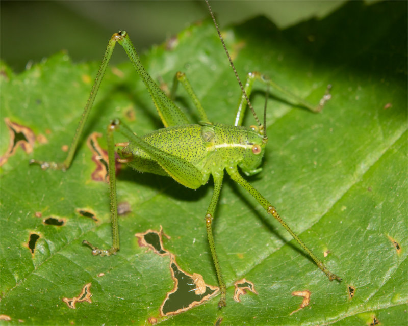 Speckled Bush Cricket - Leptophyes punctatissima nymph 21-07-22.jpg