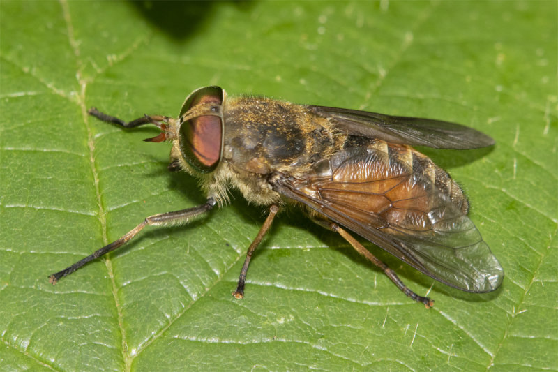 Article 1 - Bright Horsefly - Hybomitra distinguenda f 26-07-21.jpg