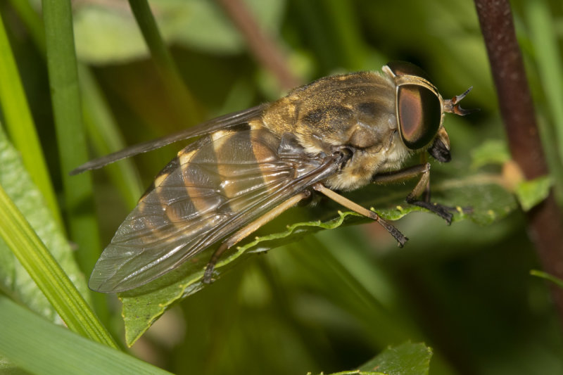 Article 1 - Dark Giant Horsefly - Tabanus sudeticus f 08-07-21.jpg
