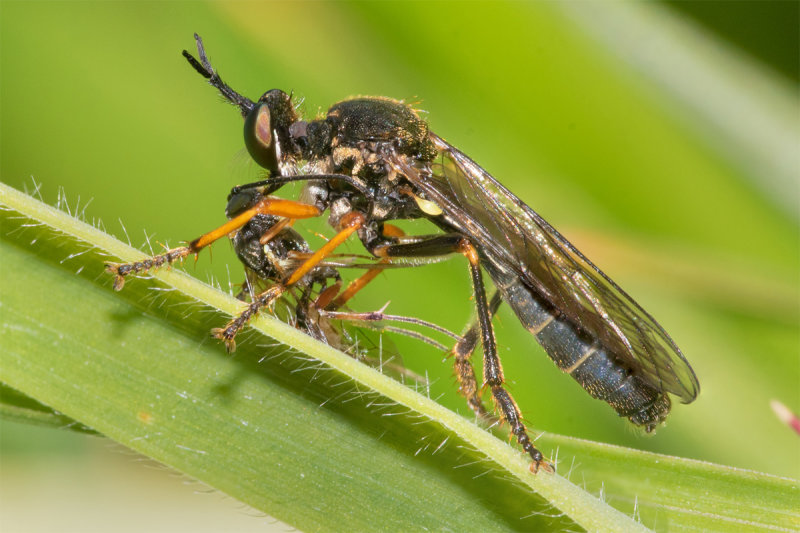 Article 3 - Common Red-legged Robberfly - Dioctria rufipes with prey.jpg