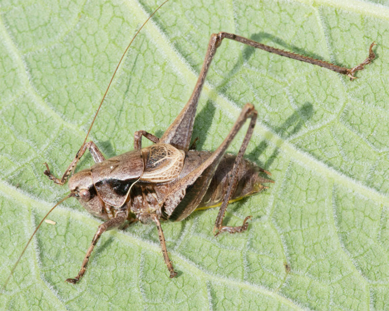 Dark Bush Cricket - Pholidoptera griseoaptera m 29-07-22.jpg