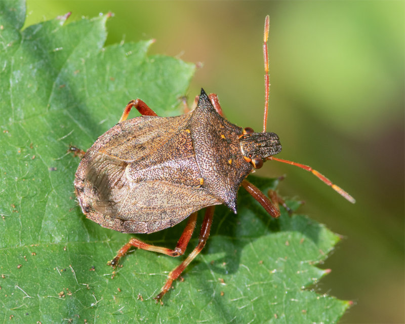 Spiked Shieldbug - Picromerus bidens 29-07-22.jpg