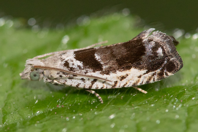Micro Moth - Epinotia ramella 01-08-22.jpg