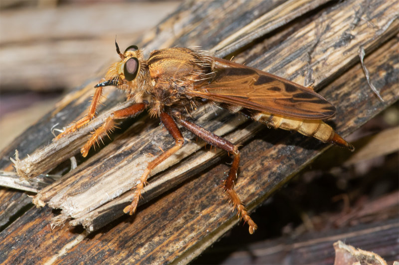 Hornet Robberfly - Asilus crabroniformis f 05-08-22.jpg