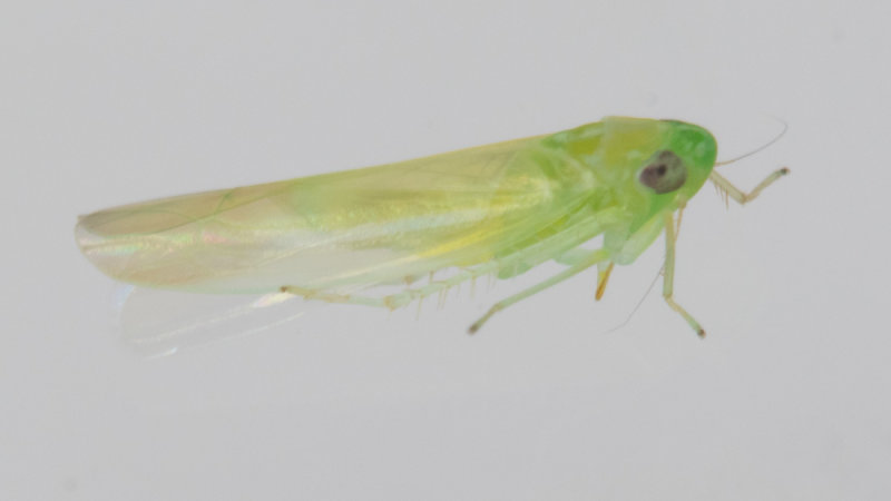 Leafhopper poss Empoasca sp 06-08-22.jpg