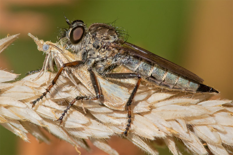 Kite-tailed Robberfly - Machimus atricapillus f 04-08-22 side.jpg