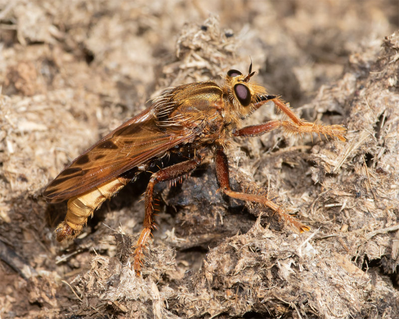 Hornet Robberfly - Asilus crabroniformis m 06-08-22.jpg