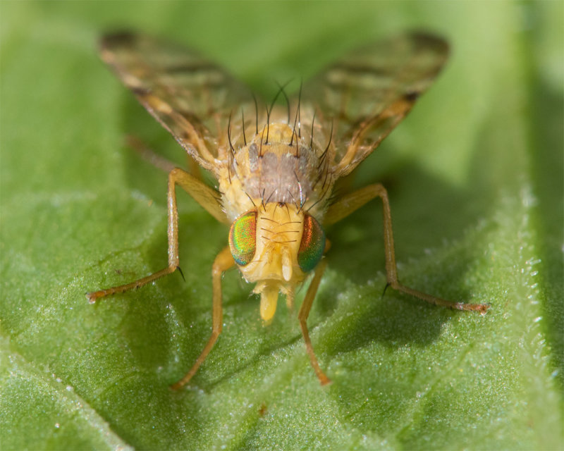 Picture-winged Fly - Terellia tussilaginis 05-08-22 front.jpg