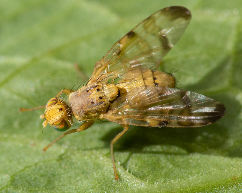 Picture-winged Fly - Terellia tussilaginis 05-08-22.jpg