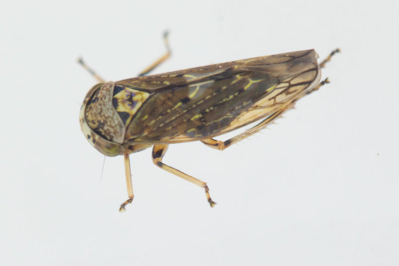 Leafhopper - Idiocerus poss lituratus 14-08-22.jpg