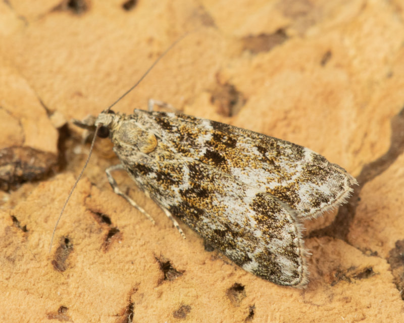 Micro Moth - Eudonia lineola 14-08-22.jpg