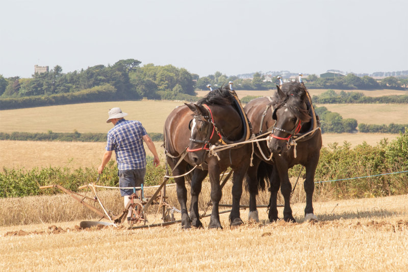 Horses Ploughing 13-08-22.jpg
