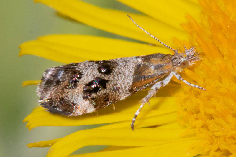 Micro Moth - Tebenna micalis 26-08-22.jpg