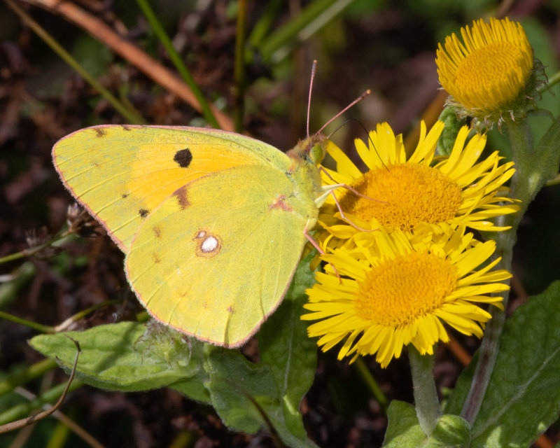 Week 34 - Clouded Yellow Butterfly - Colias croceus.jpg