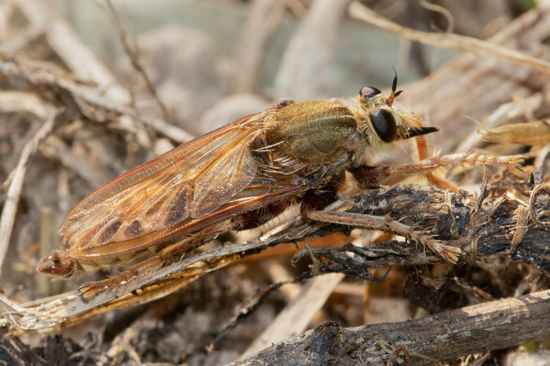 Hornet Robberfly - Asilus crabroniformis m 01-09-22.jpg