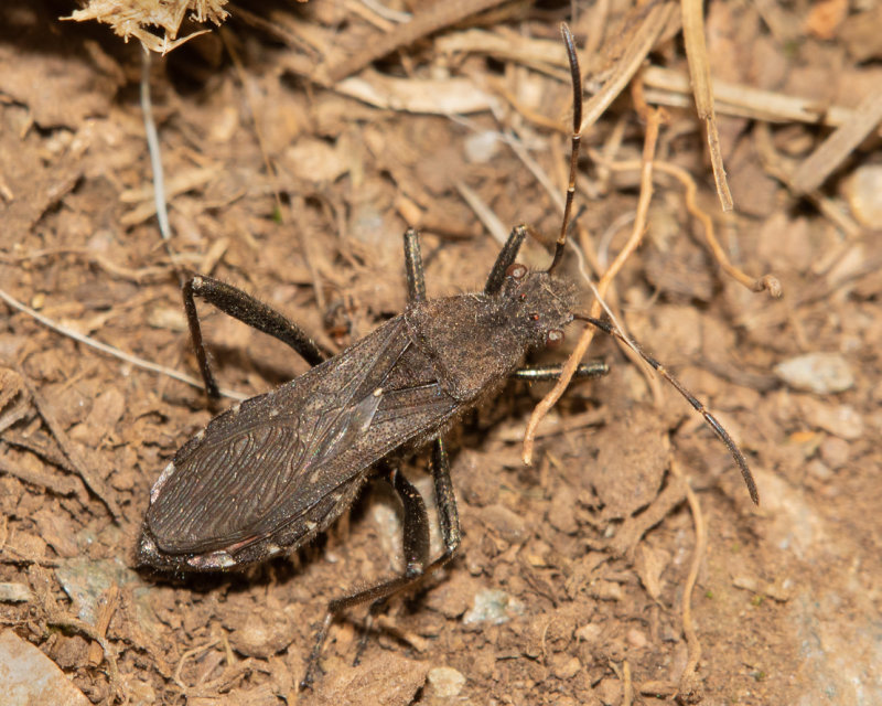 Broad-headed Bug - Alydus calcaratus 02-09-22.jpg