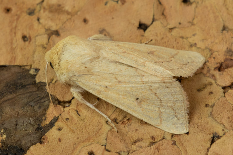 Delicate Moth - Mythimna vitellina 02-09-22.jpg
