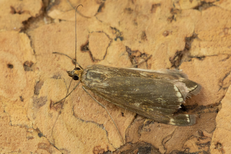 Micro Moth - Loxostege sticticalis 02-09-22.jpg