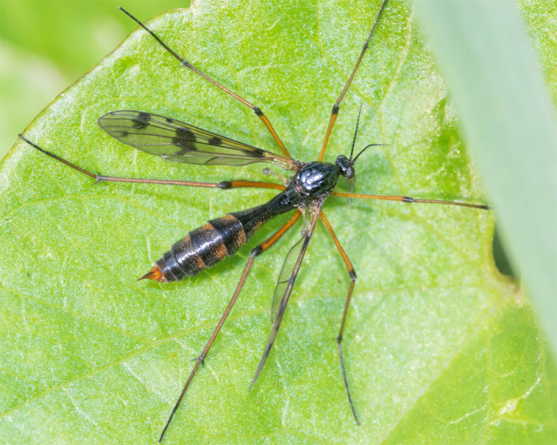 Cranefly - Ptychoptera contaminata f 01-09-22.jpg
