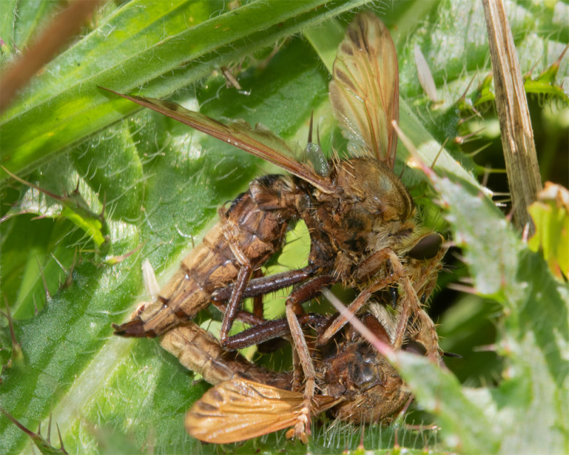 Hornet Robberfly - Asilus crabroniformis pair 10-09-22.jpg