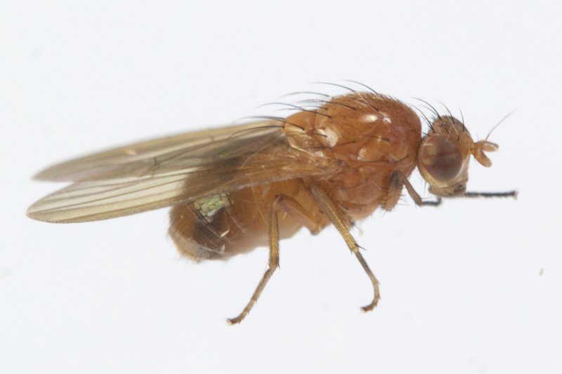 unid fly in moth trap 11-09-22.jpg