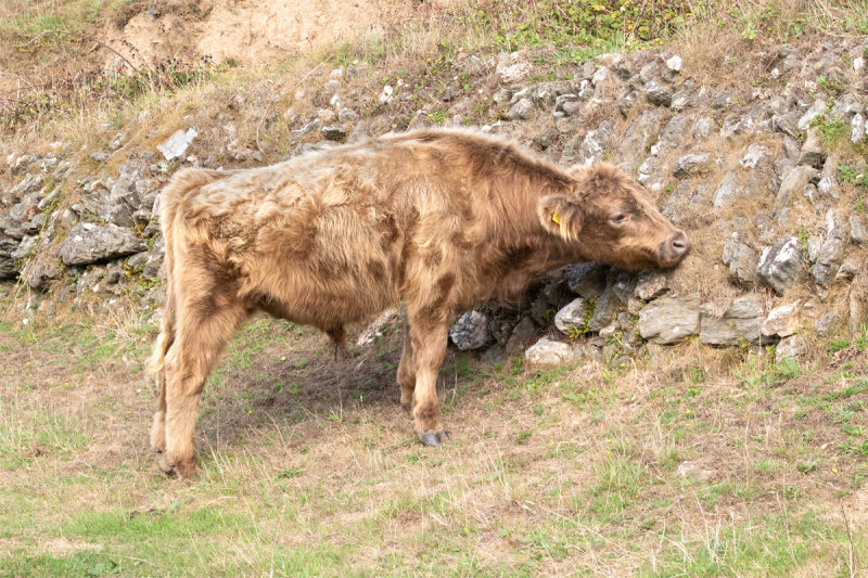Week 38 - When you get an itch . . ..jpg