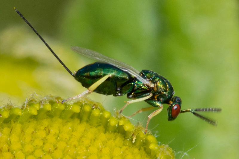 Chalcid Wasp - Torymus auratus 16-09-22.jpg