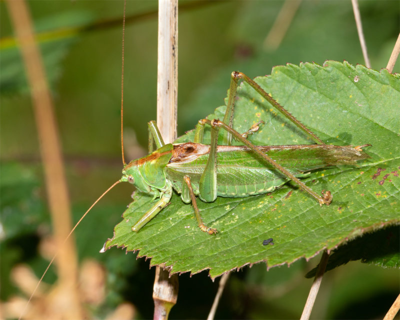 Great Green Bush Cricket - Tettigonia viridissima m 17-09-22.jpg