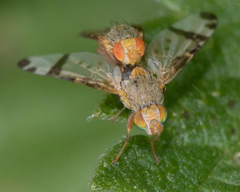 Picture-winged Fly - Sphenella marginata pair 15-09-22 front.jpg