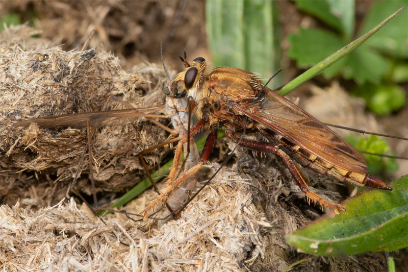 Hornet Robberfly - Asilus crabroniformis f with cranefly prey 24-09-22.jpg