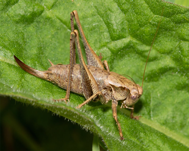 Dark Bush Cricket - Pholidoptera griseoaptera f 24-09-22.jpg