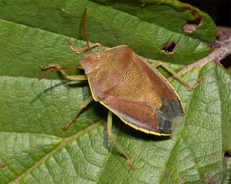Gorse Shieldbug - Piezodorus lituratus 08-10-22.jpg